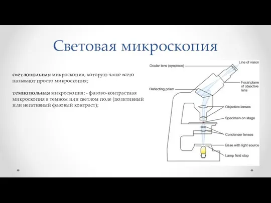 Световая микроскопия светлопольная микроскопия, которую чаше всего называют просто микроскопия; темнопольная