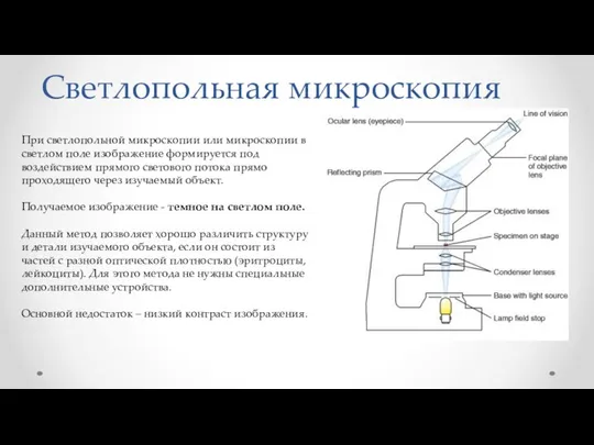 Светлопольная микроскопия При светлопольной микроскопии или микроскопии в светлом поле изображение