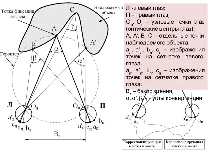 Л - левый глаз; П – правый глаз; Ол, Оп –