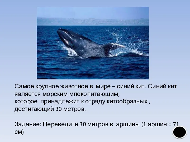 Самое крупное животное в мире – синий кит. Синий кит является