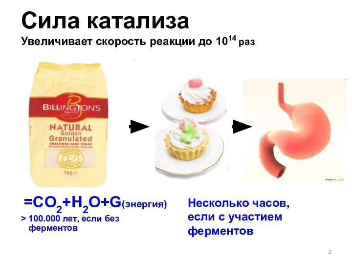 Сила катализа Увеличивает скорость реакции до 1014 раз =CO2+H2O+G(энергия) > 100.000