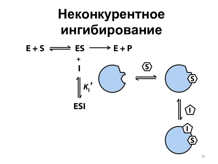 Неконкурентное ингибирование