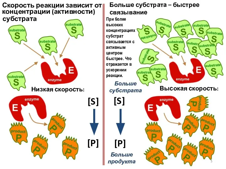 Больше субстрата – быстрее связывание Низкая скорость: Высокая скорость: Скорость реакции