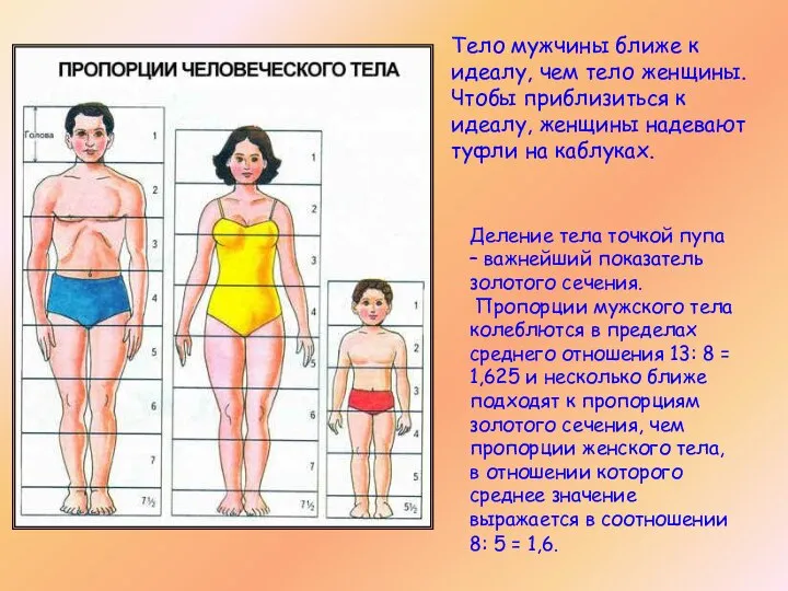 Деление тела точкой пупа – важнейший показатель золотого сечения. Пропорции мужского