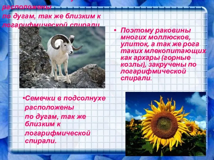 Семечки в подсолнухе расположены по дугам, так же близким к логарифмической