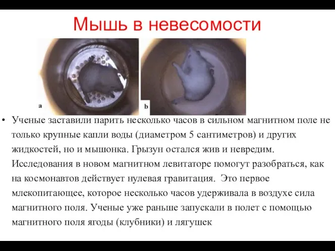 Мышь в невесомости Ученые заставили парить несколько часов в сильном магнитном