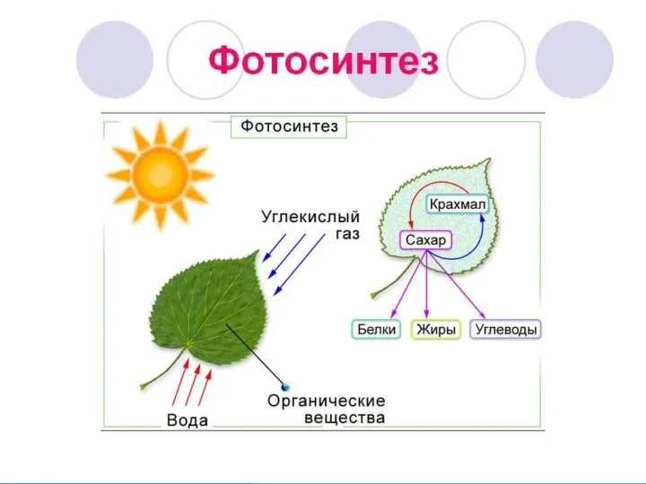 ФОТОСИНТЕЗ