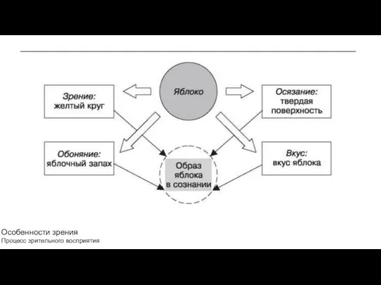 Особенности зрения Процесс зрительного восприятия