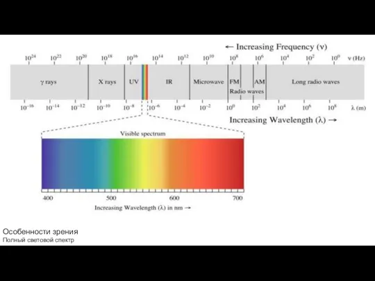 Особенности зрения Полный световой спектр