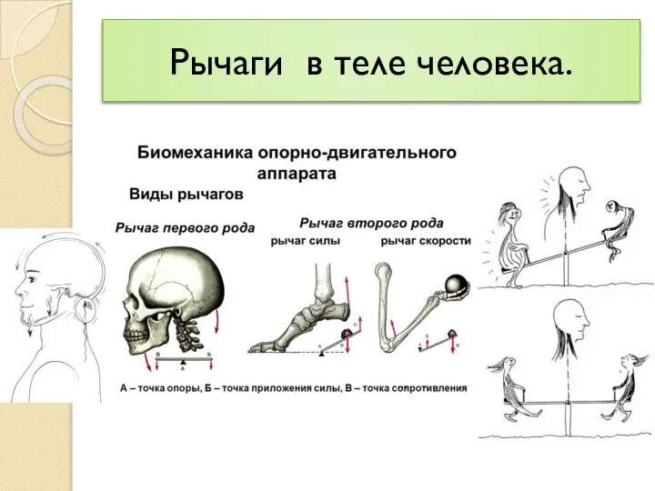 Рычаги в теле человека.