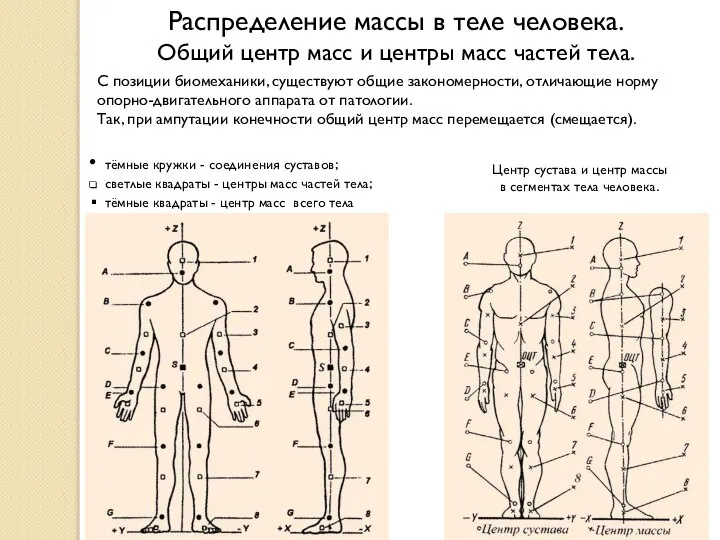 Распределение массы в теле человека. Общий центр масс и центры масс