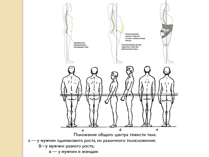 Положение общего центра тяжести тела: а — у мужчин одинакового роста,