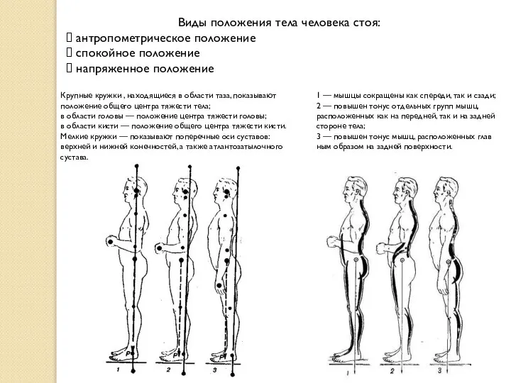 Виды положения тела человека стоя: антропометрическое положение спокойное положение напряженное положение