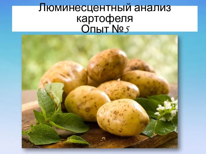 Люминесцентный анализ картофеля Опыт №5