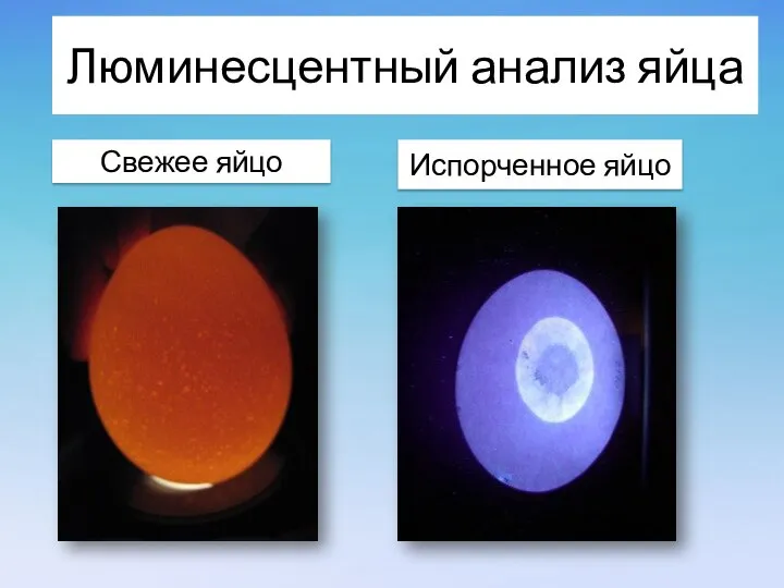 Свежее яйцо Испорченное яйцо Люминесцентный анализ яйца