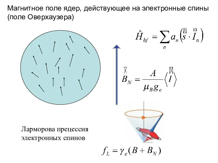 Магнитное поле ядер, действующее на электронные спины (поле Оверхаузера) Ларморова прецессия электронных спинов