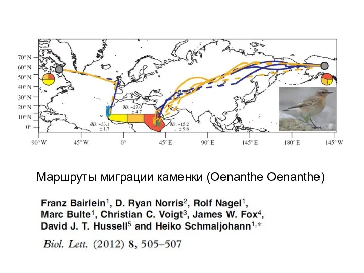 Маршруты миграции каменки (Oenanthe Oenanthe)