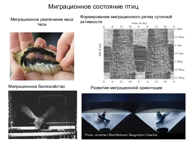 Миграционное состояние птиц Миграционное увеличение веса тела Миграционное беспокойство Развитие миграционной