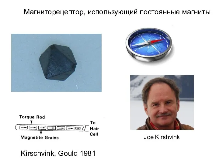 Магниторецептор, использующий постоянные магниты Kirschvink, Gould 1981 Joe Kirshvink