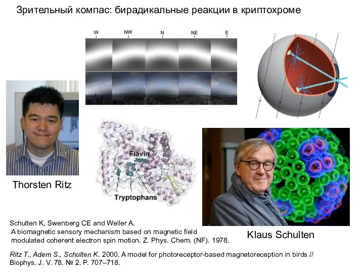 Зрительный компас: бирадикальные реакции в криптохроме Ritz T., Adem S., Schulten