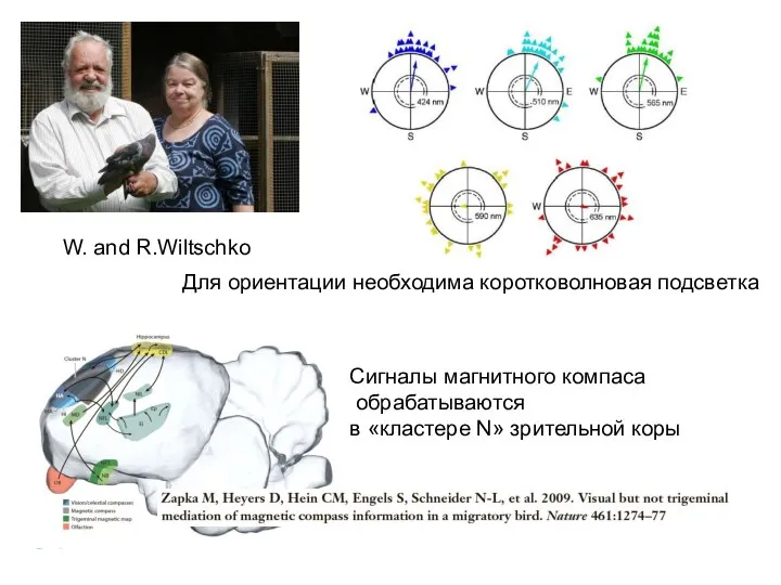 Для ориентации необходима коротковолновая подсветка W. and R.Wiltschko Сигналы магнитного компаса