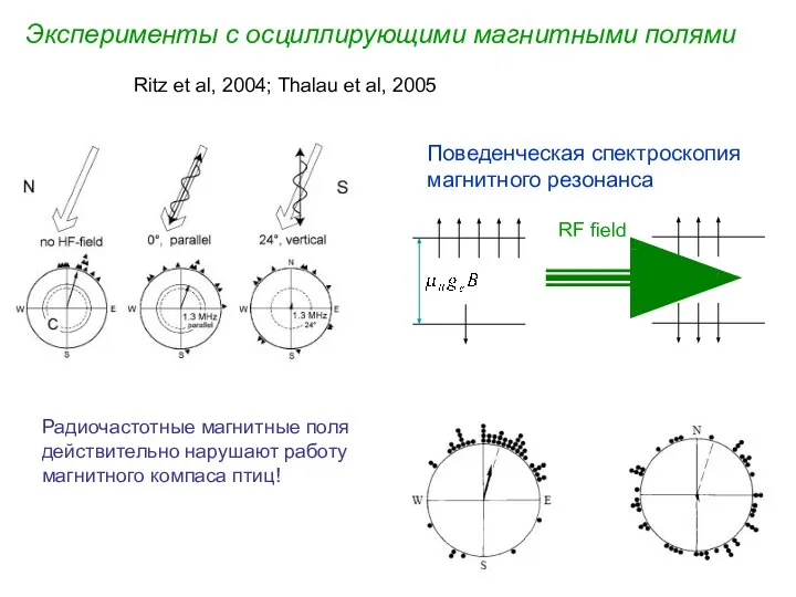 Эксперименты с осциллирующими магнитными полями Ritz et al, 2004; Thalau et