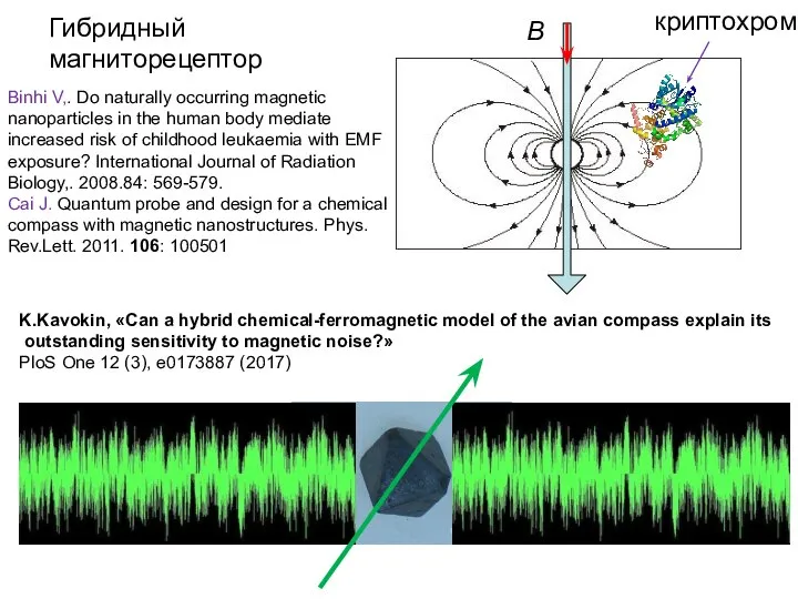 B Гибридный магниторецептор криптохром K.Kavokin, «Can a hybrid chemical-ferromagnetic model of