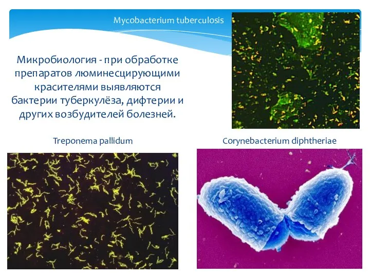 Микробиология - при обработке препаратов люминесцирующими красителями выявляются бактерии туберкулёза, дифтерии