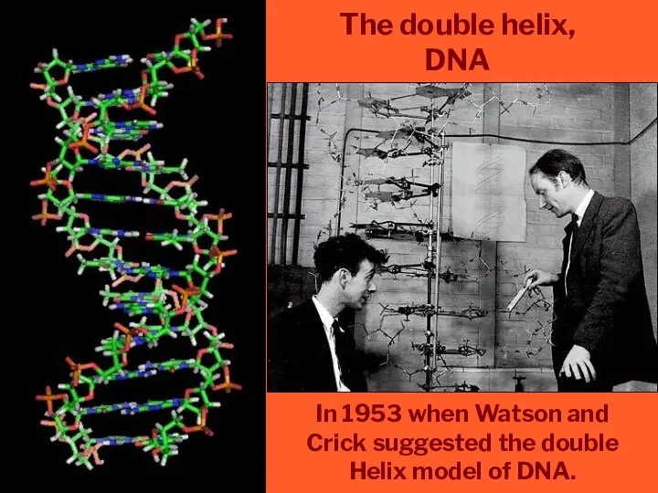 The double helix, DNA In 1953 when Watson and Crick suggested