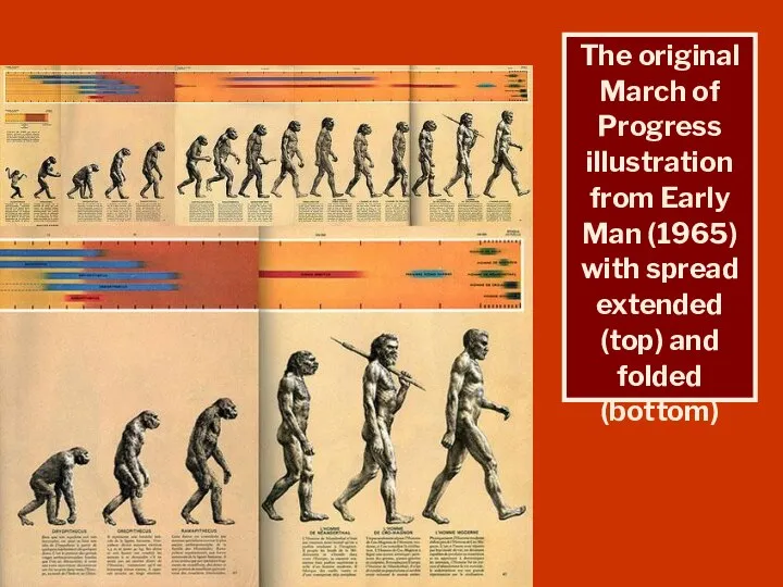 The original March of Progress illustration from Early Man (1965) with