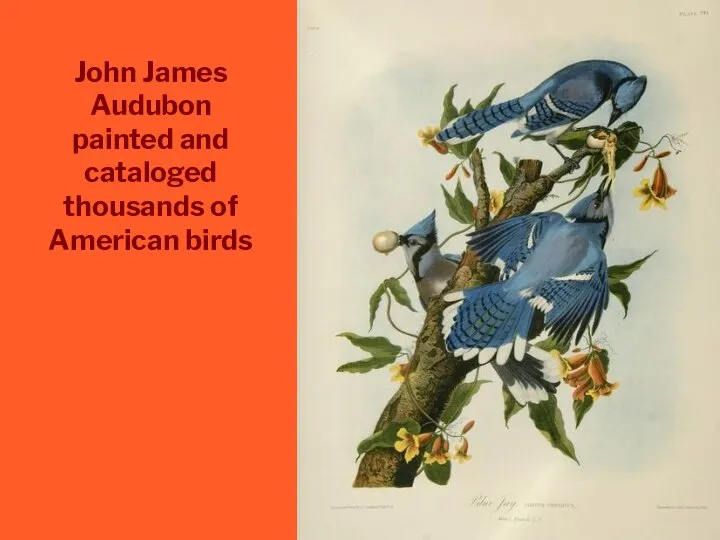 John James Audubon painted and cataloged thousands of American birds