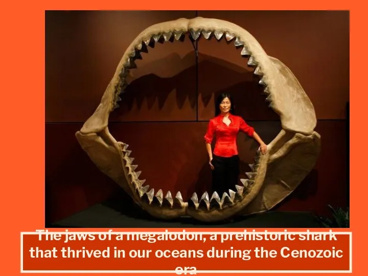 The jaws of a megalodon, a prehistoric shark that thrived in