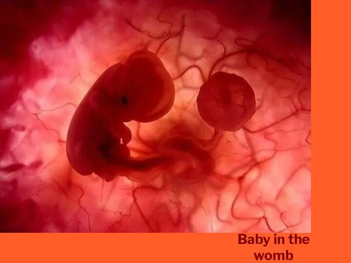 Baby in the womb