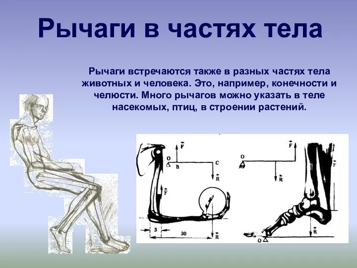 Рычаги в частях тела Рычаги встречаются также в разных частях тела