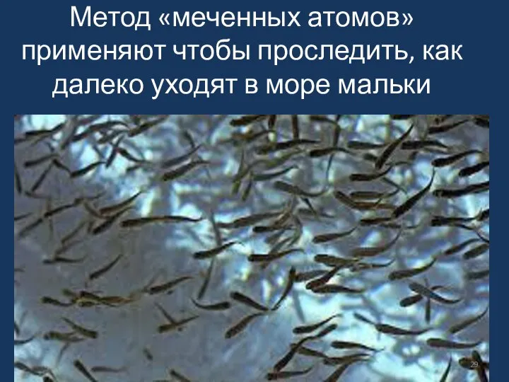 Метод «меченных атомов» применяют чтобы проследить, как далеко уходят в море мальки