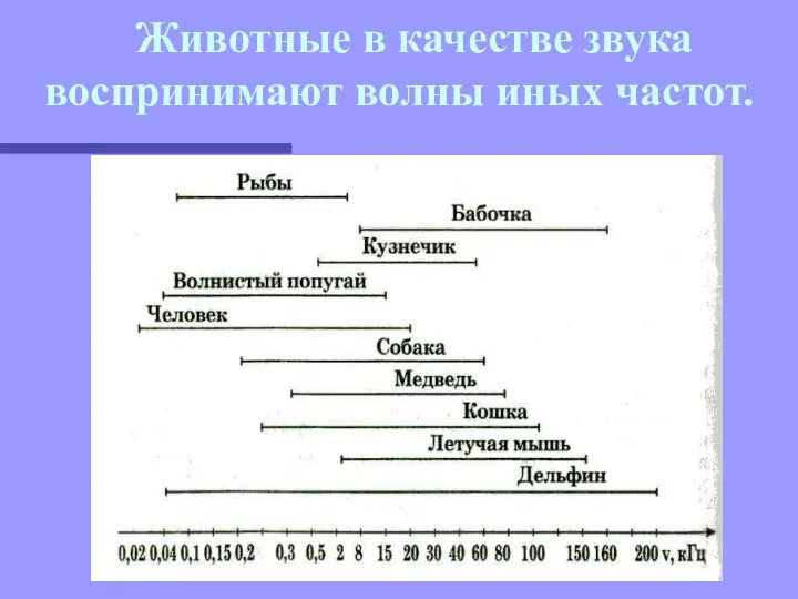 Животные в качестве звука воспринимают волны иных частот.