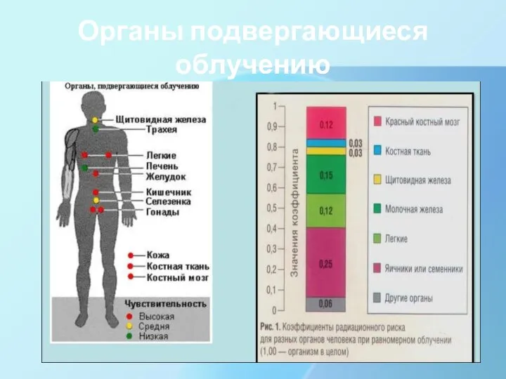 Органы подвергающиеся облучению