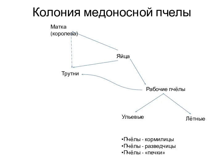 Колония медоносной пчелы Матка (королева) Трутни Яйца Рабочие пчёлы Пчёлы -