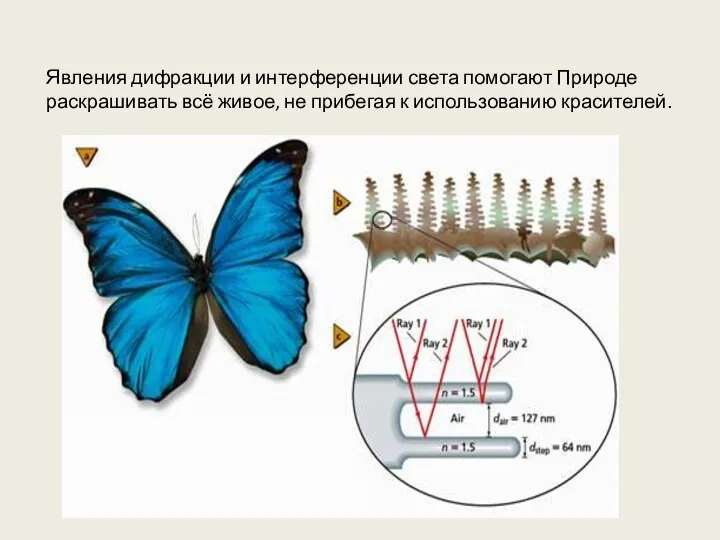 Явления дифракции и интерференции света помогают Природе раскрашивать всё живое, не прибегая к использованию красителей.