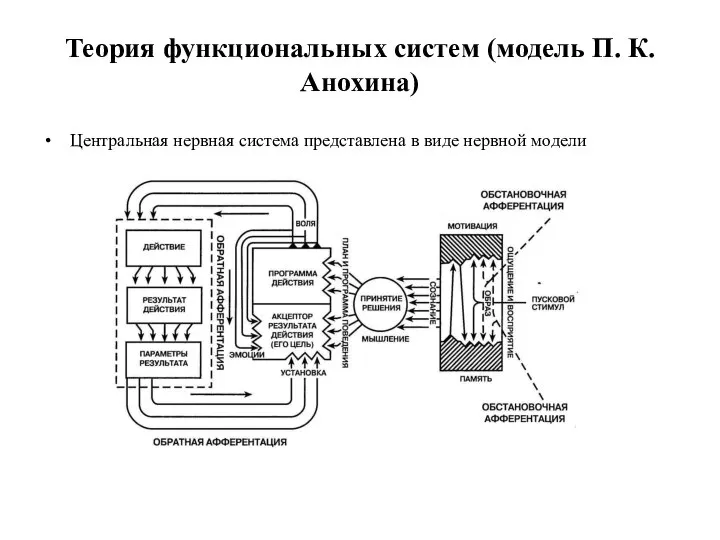 Теория функциональных систем (модель П. К. Анохина) Центральная нервная система представлена в виде нервной модели