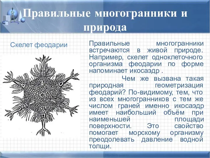 Правильные многогранники и природа Правильные многогранники встречаются в живой природе. Например,