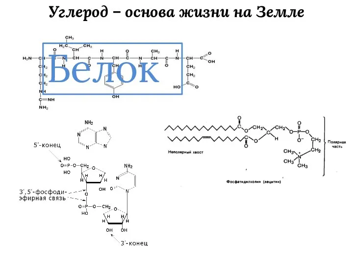 Углерод – основа жизни на Земле Белок