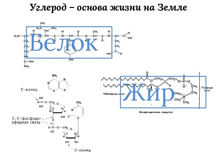 Углерод – основа жизни на Земле Белок Жир