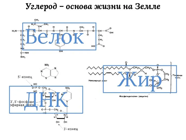 Углерод – основа жизни на Земле Белок Жир ДНК