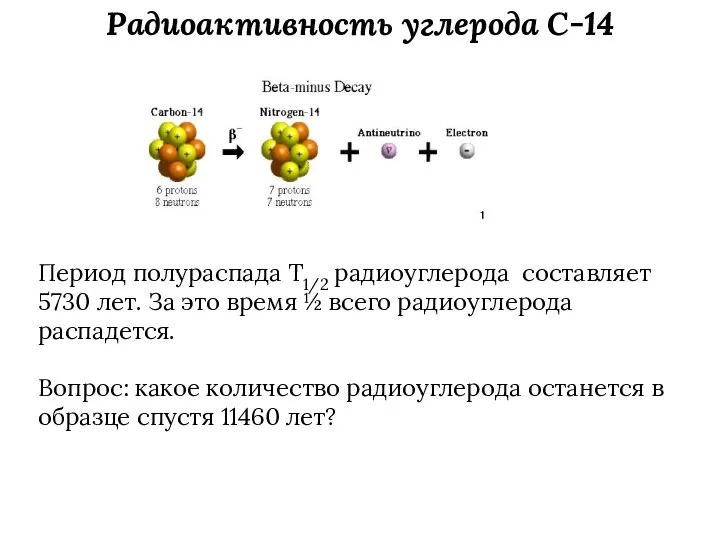 Радиоактивность углерода C-14 Период полураспада T1/2 радиоуглерода составляет 5730 лет. За