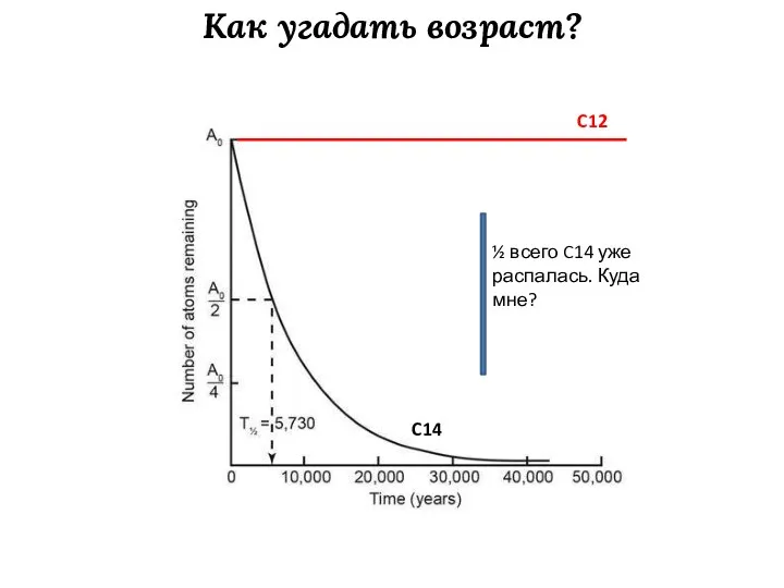 Как угадать возраст? C12 C14 ½ всего C14 уже распалась. Куда мне?