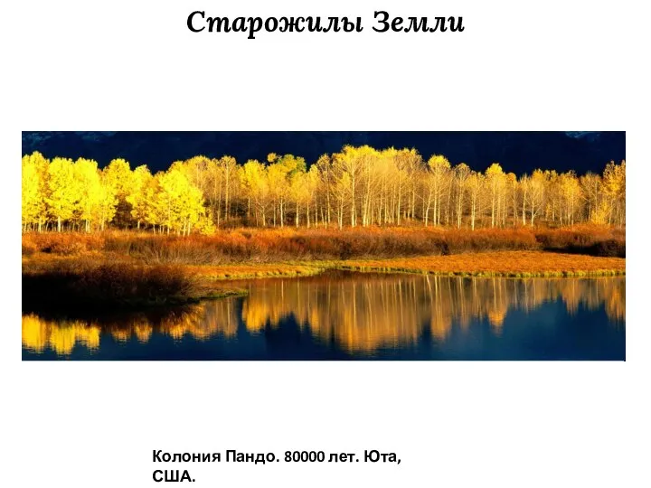 Старожилы Земли Колония Пандо. 80000 лет. Юта, США.