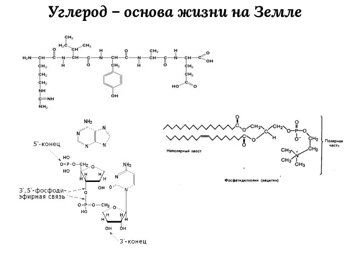 Углерод – основа жизни на Земле