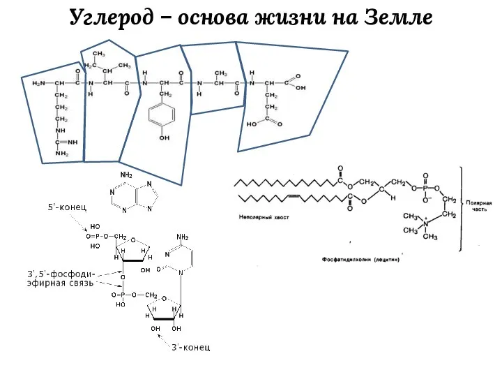 Углерод – основа жизни на Земле