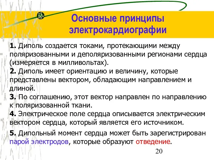 Основные принципы электрокардиографии 1. Диполь создается токами, протекающими между поляризованными и